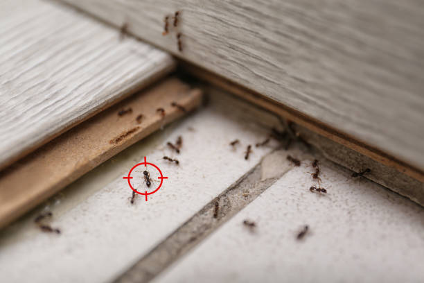 Best Emergency Pest Control  in La Croft, OH