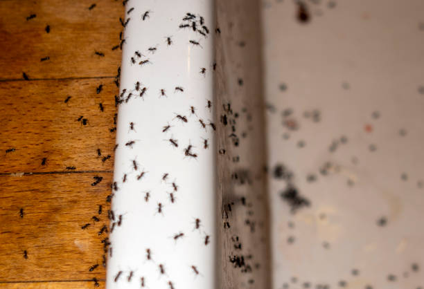 Best Pest Removal Services  in La Croft, OH