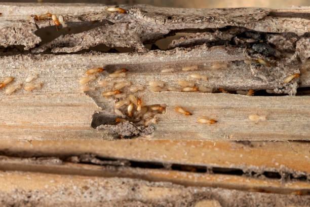 Best Bed Bug Extermination  in La Croft, OH